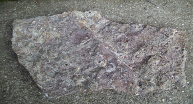 Steinplatte mit Fossilien